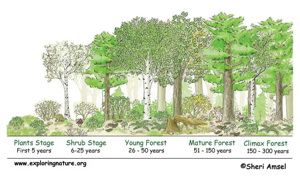 szukcesszió ecological succession